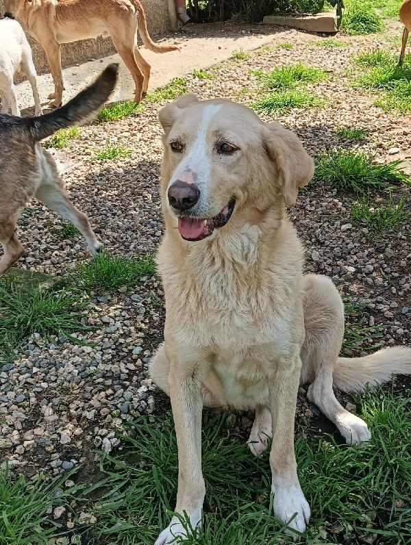 Pippo un cane dolcissimo in cerca di casa  Foto 5