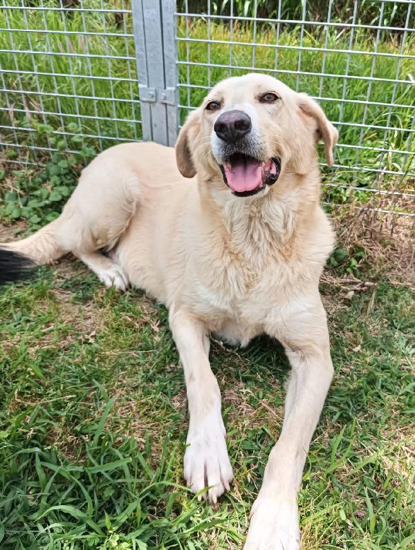 Pippo un cane dolcissimo in cerca di casa  Foto 6