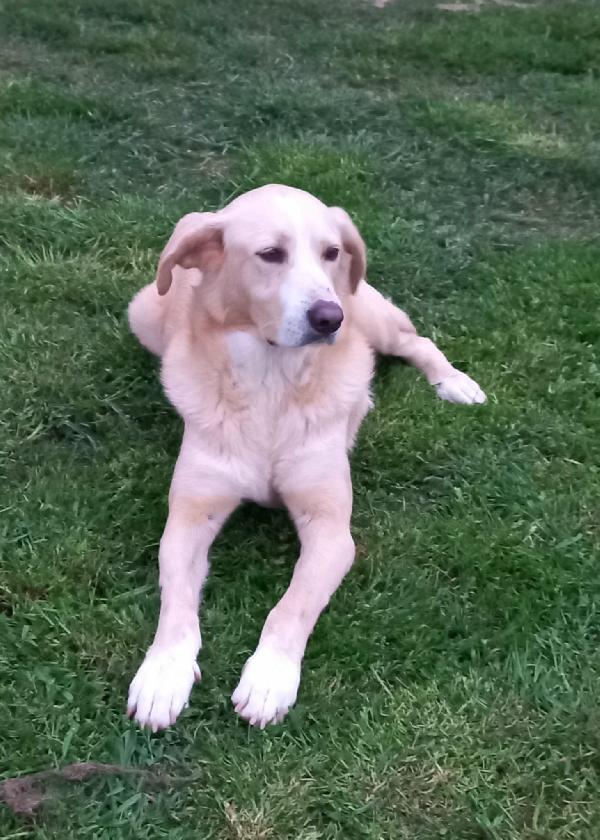 Pippo un cane dolcissimo in cerca di casa  Foto 7