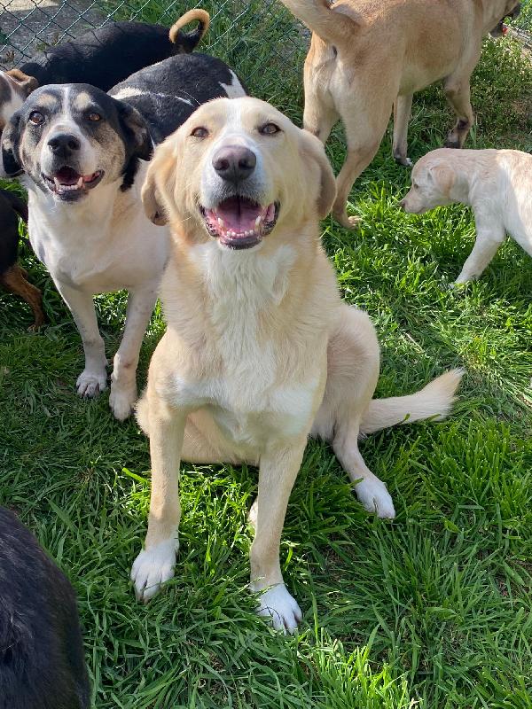Pippo un cane dolcissimo in cerca di casa  Foto 8