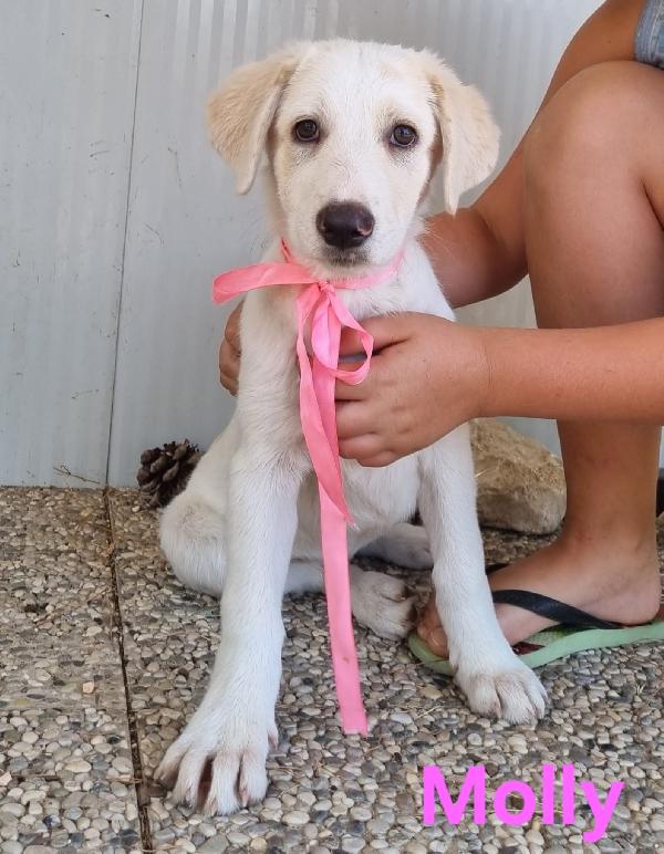 Molly Cucciola Simil Labrador 