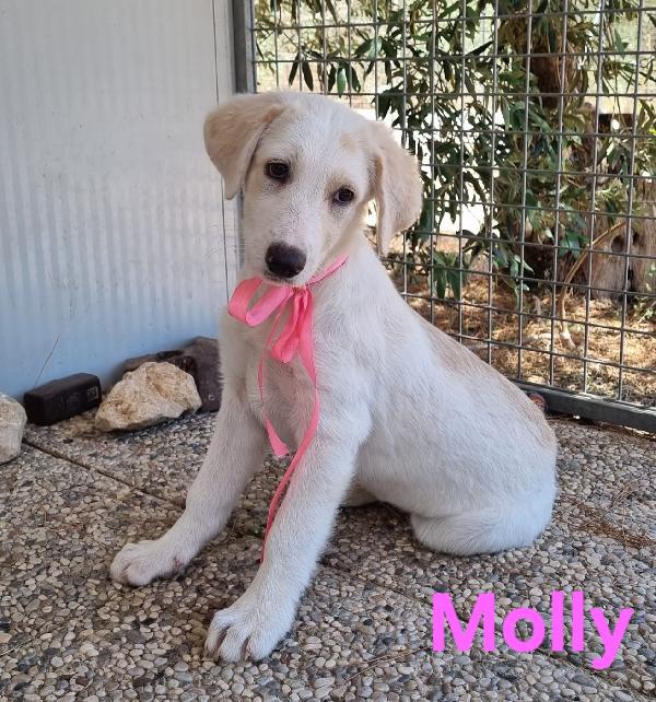 MOLLY cucciola simil labrador  Foto 2