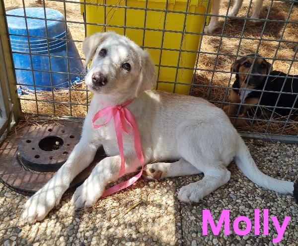 MOLLY cucciola simil labrador  Foto 3