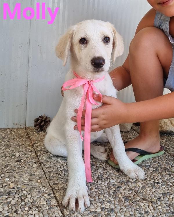 MOLLY cucciola simil labrador  Foto 5