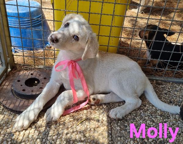 MOLLY cucciola simil labrador  Foto 6