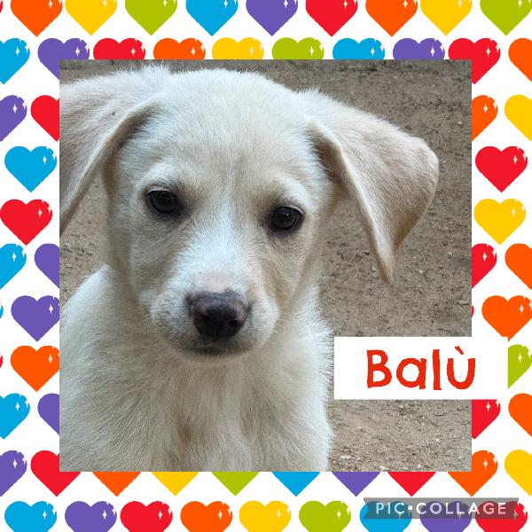 🔆🐾 Balù 🐾🔆 Dolce Cucciolino In Adozione 