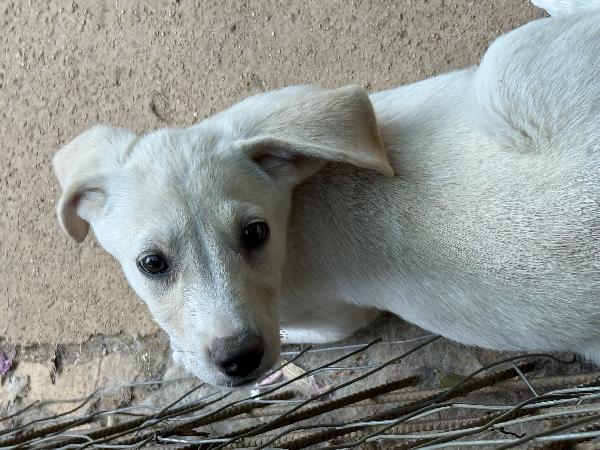 🔆🐾 balù 🐾🔆 dolce cucciolino in adozione  Foto 2