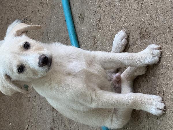 🔆🐾 balù 🐾🔆 dolce cucciolino in adozione  Foto 4