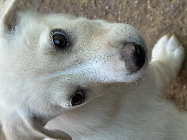 🔷🐾 balù 🐾🔷 splendido cucciolo in adozione taglia medio piccola  Foto 3