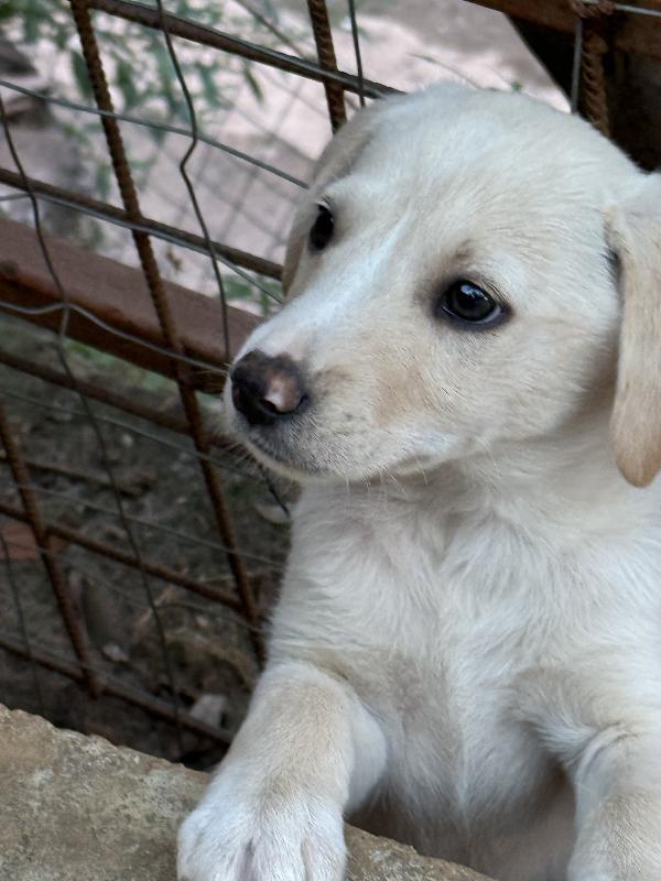 🔷🐾 balù 🐾🔷 splendido cucciolo in adozione taglia medio piccola  Foto 5