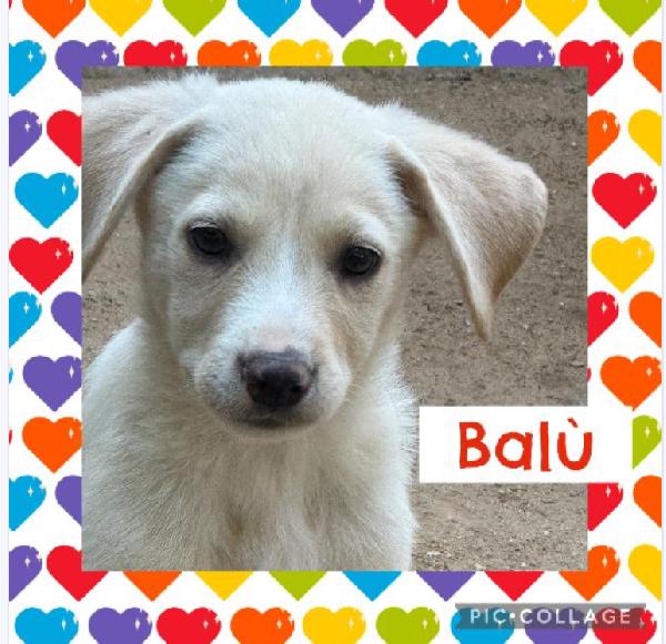 ☺️Balú☺️