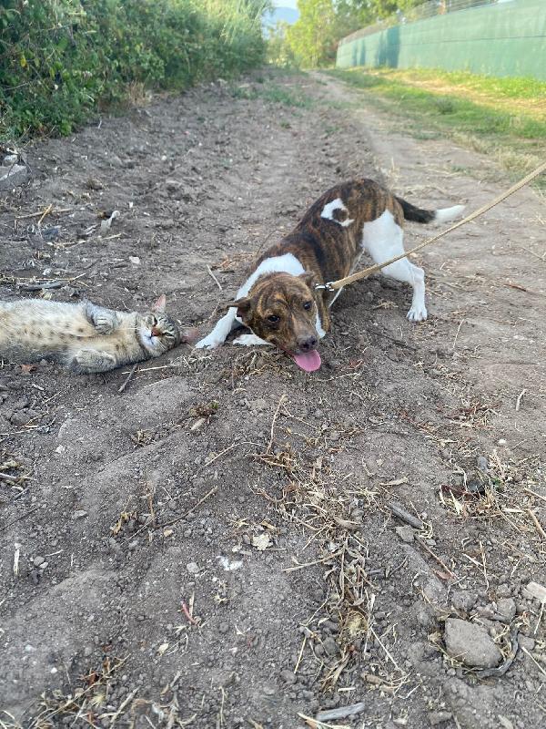 2 Maschietti 18mesi e 2anni kg 6/5 Foto 4