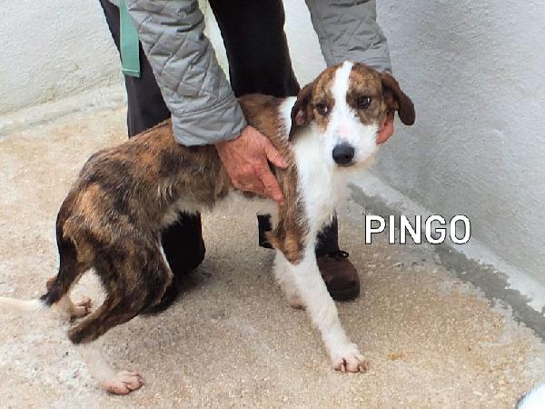 Pingo