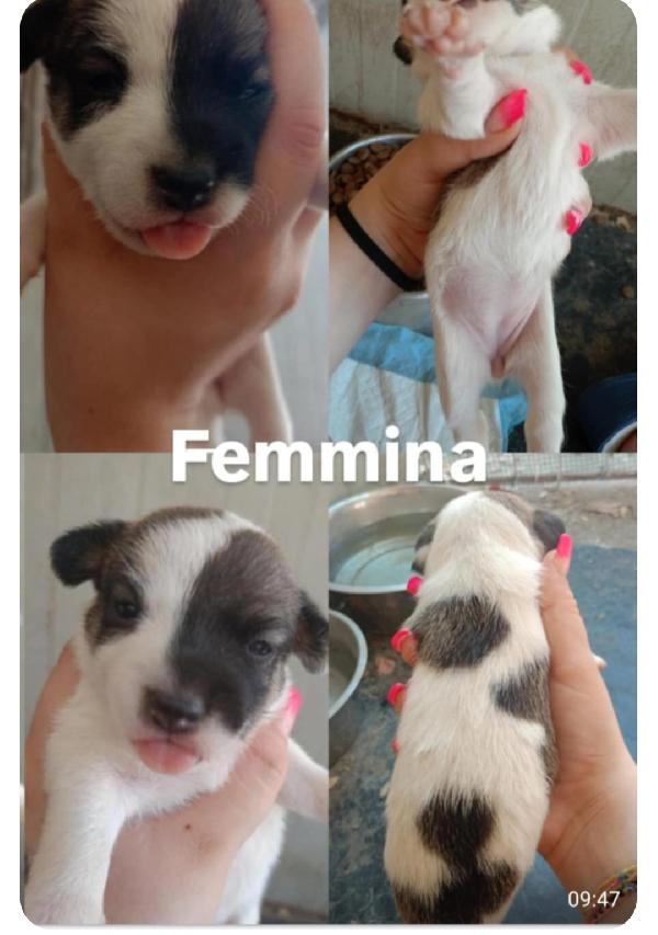Cucciola Di Jack Russel 