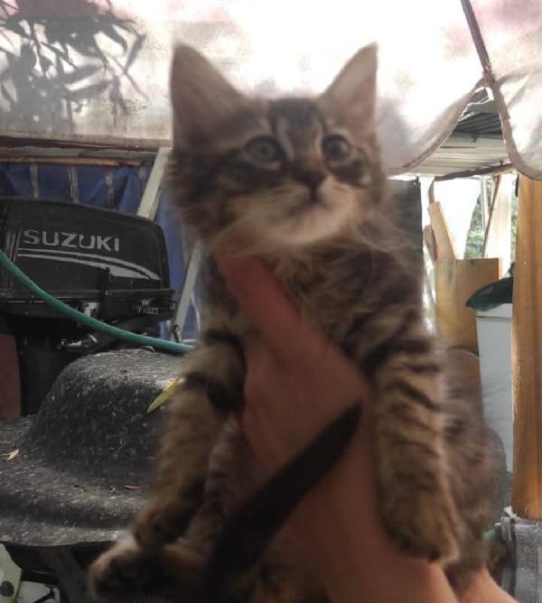 Gattino a pelo lungo  Foto 3