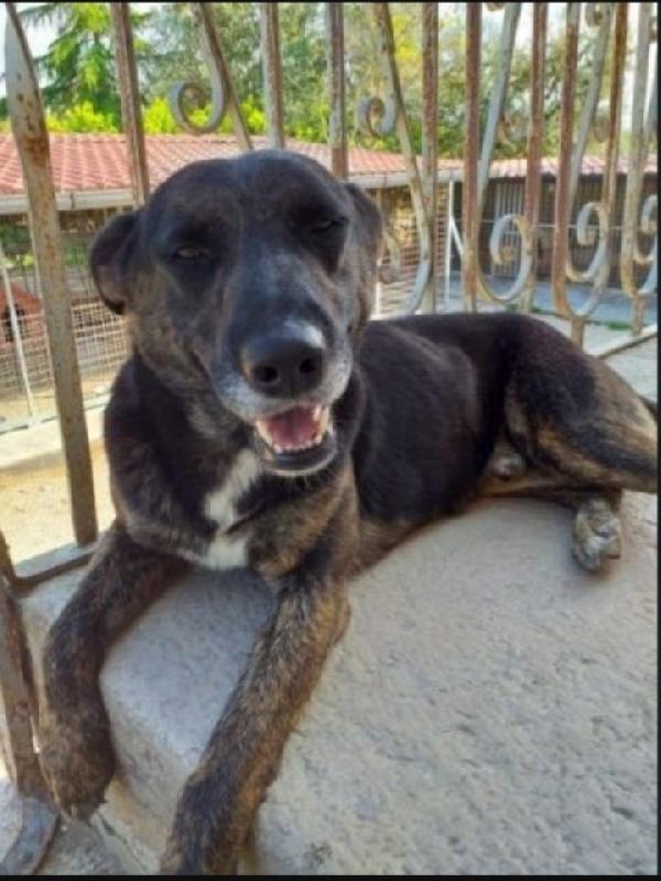 Elvis Tigrato 5Anni Buono Puglia