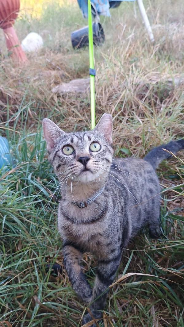 🆘Lulù cerca Urgente adozione domani lo stallo finirà e in strada non può sopravvivere  Foto 8