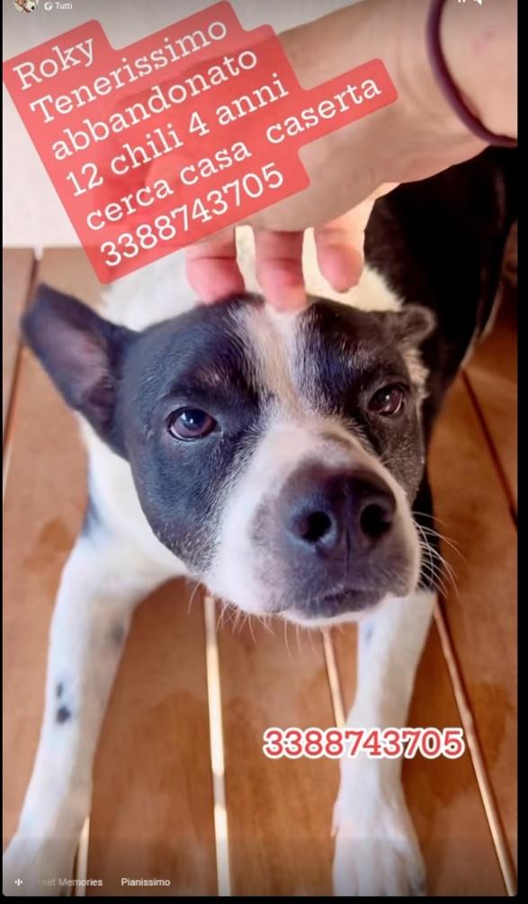 Roky 4Anni Tg Media Mollato 6Mesi Fa Caserta