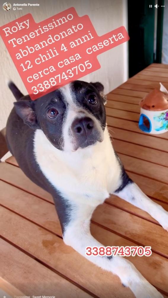 Roky 4anni tg media mollato 6mesi fa CASERTA Foto 2