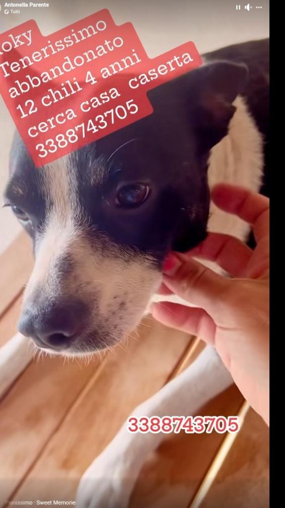 Roky 4anni tg media mollato 6mesi fa CASERTA Foto 3