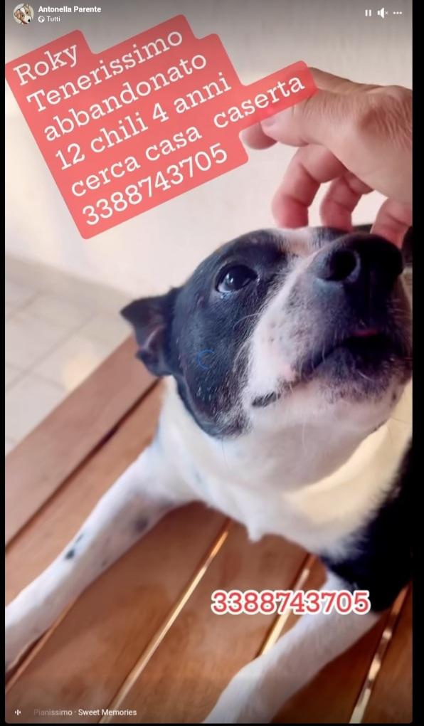 Roky 4anni tg media mollato 6mesi fa CASERTA Foto 5