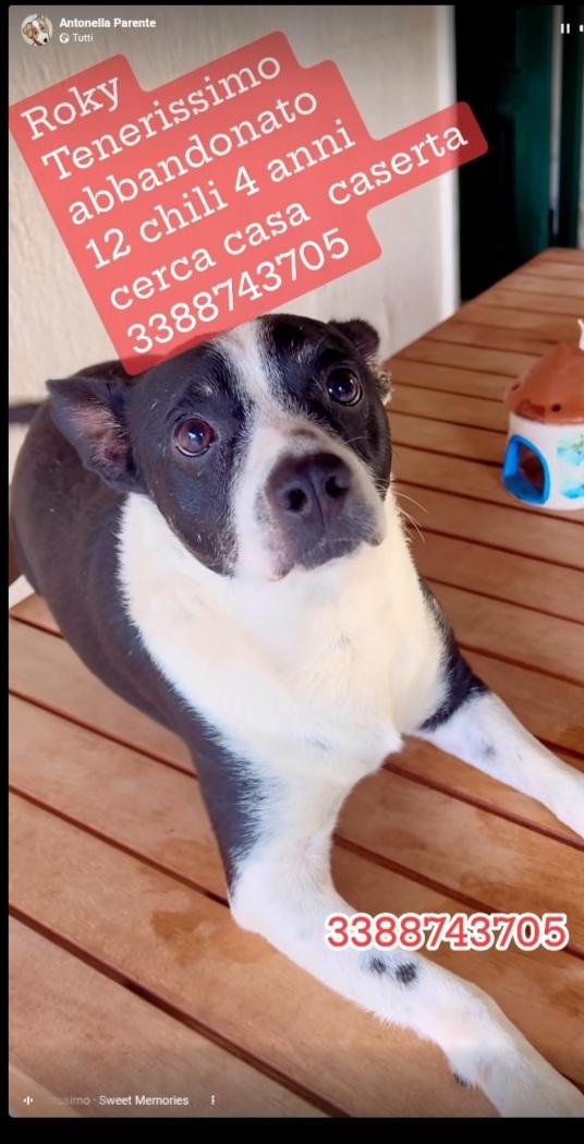 Roky 4anni tg media mollato 6mesi fa CASERTA Foto 6