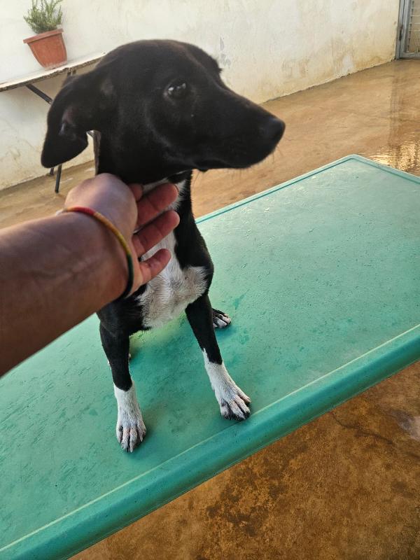 Beatrice: cucciolotta taglia contenuta socievole  Foto 6