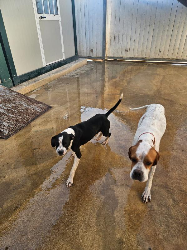 Pane: cucciolotto taglia contenuta socievole  Foto 2