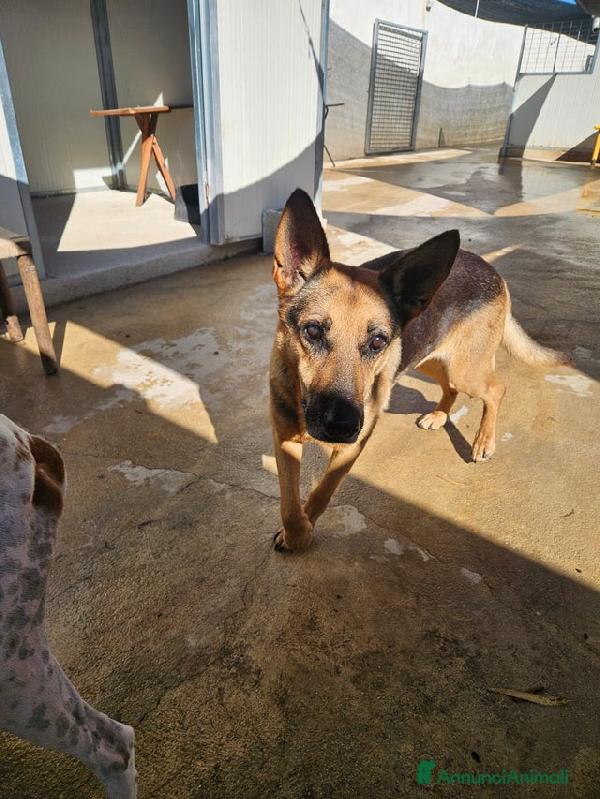 Gilda: amica di bimbi gatti e cani. Superdolce  Foto 7