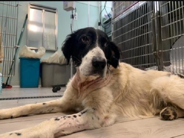 Alfredone 5Anni Trasferito In Pessimo Canile