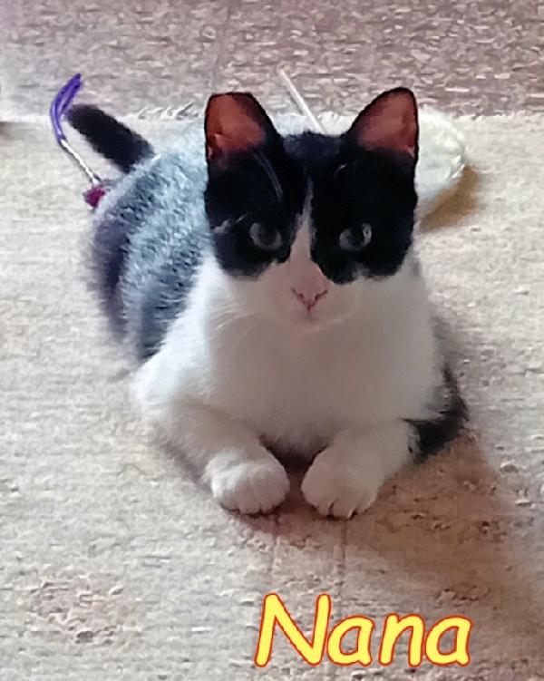 Nana' Micia 12Mesi Roma