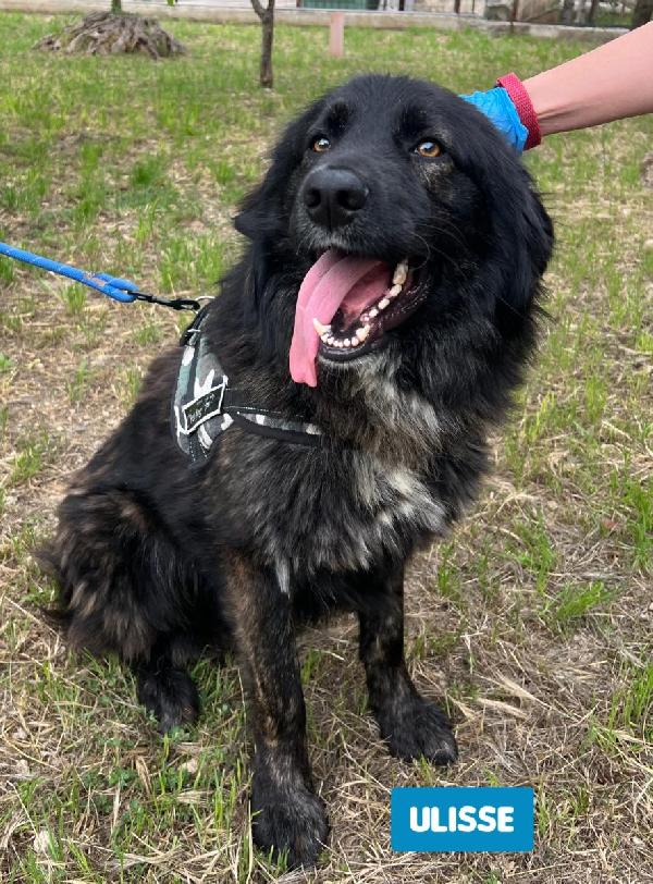 Ulisse Tenero Cagnolino