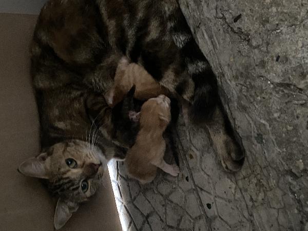 Gatto