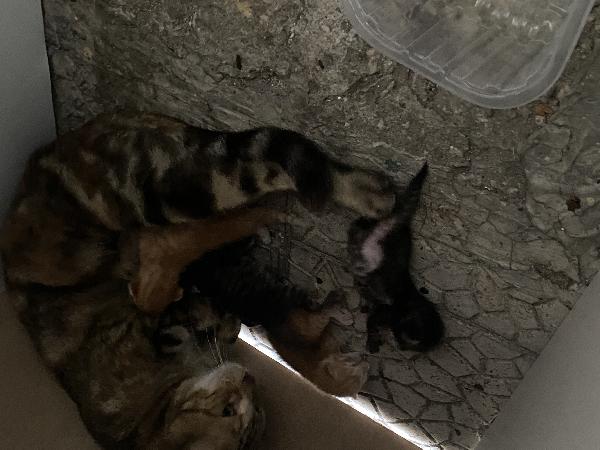 Gatto Foto 2