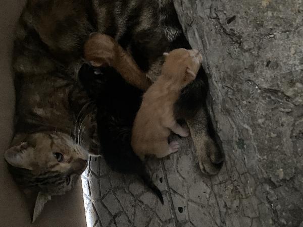 Gatto Foto 3