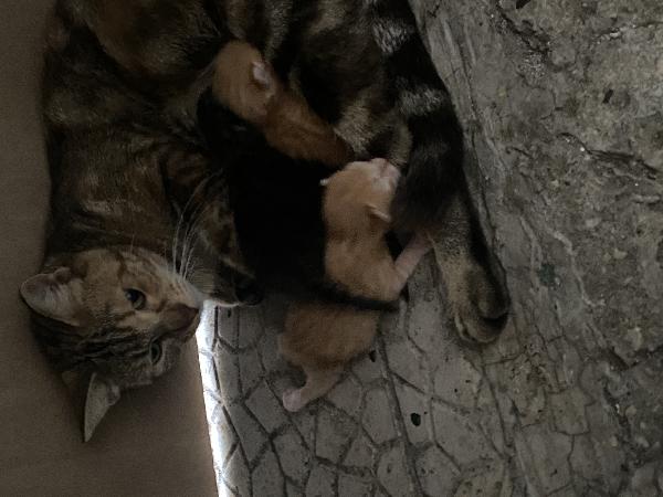 Gatto Foto 5