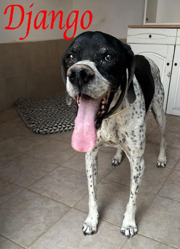 Django Adorabile Cane In Adozione!