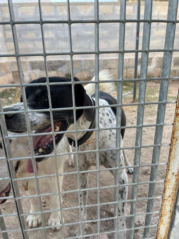 DJANGO adorabile cane in adozione! Foto 4