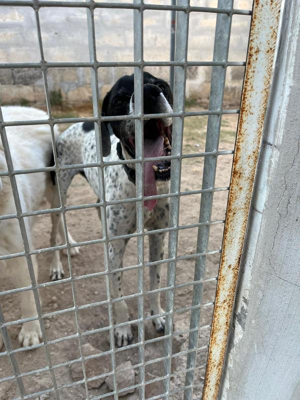 DJANGO adorabile cane in adozione! Foto 6