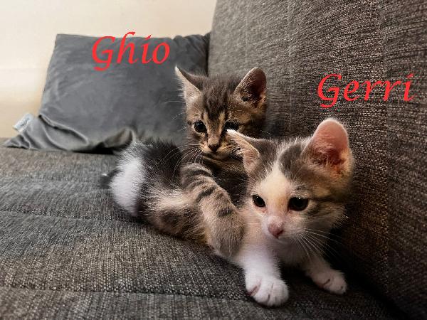 Gerry E Ghio, Adorabili Gattini In Adozione!