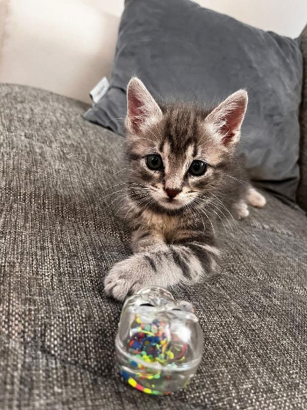 GERRY E GHIO, adorabili gattini in adozione! Foto 2