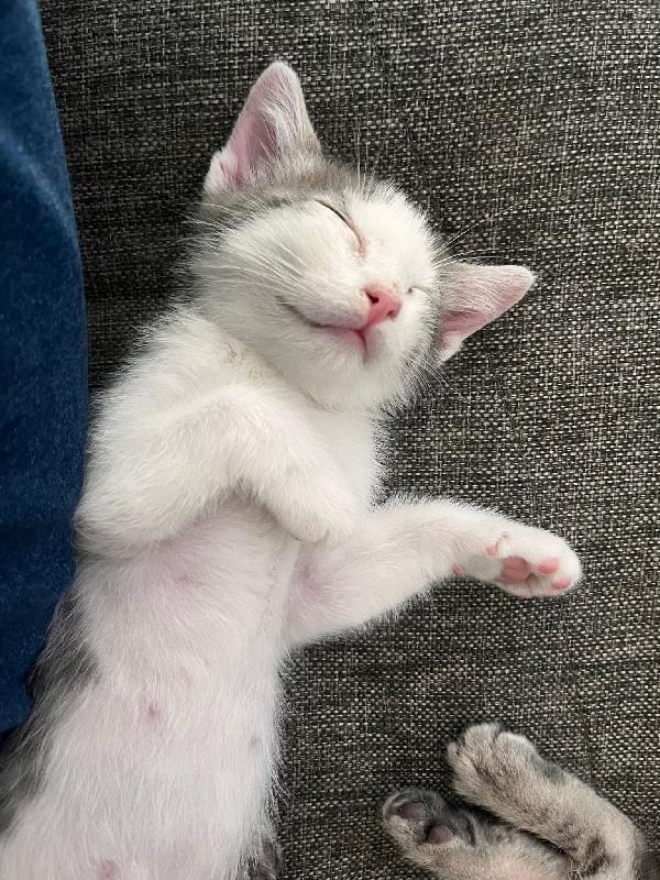 GERRY E GHIO, adorabili gattini in adozione! Foto 3