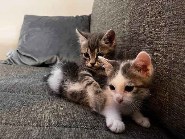 GERRY E GHIO, adorabili gattini in adozione! Foto 4