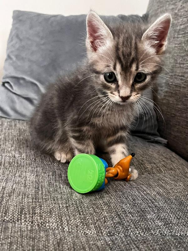 GERRY E GHIO, adorabili gattini in adozione! Foto 5