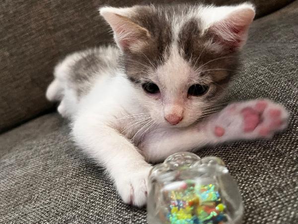 GERRY E GHIO, adorabili gattini in adozione! Foto 6