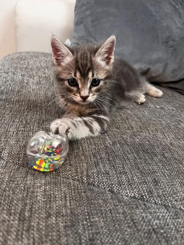 GERRY E GHIO, adorabili gattini in adozione! Foto 7