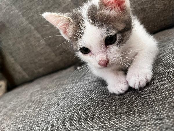 GERRY E GHIO, adorabili gattini in adozione! Foto 8