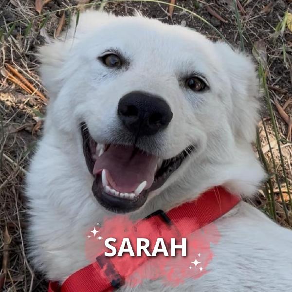 Sarah🎀🐕🏩