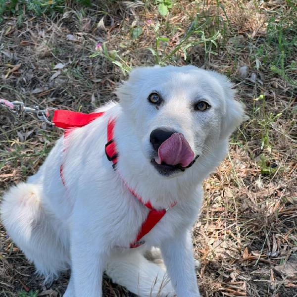 Sarah🎀🐕🏩 Foto 3