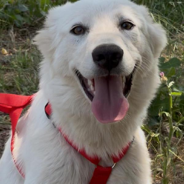 Sarah🎀🐕🏩 Foto 4